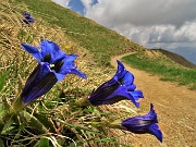 31 Sul sent. 109 unificato col 101 spettacolo di Gentiana acaulis